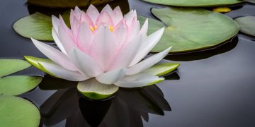 what is enlightenment?