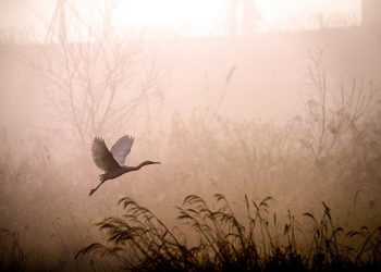 what is enlightenment?