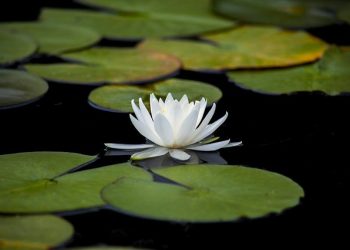 What’s the Difference Between Chinese and Korean Buddhism?