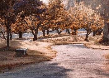 How to make good choices using Buddhist principles?