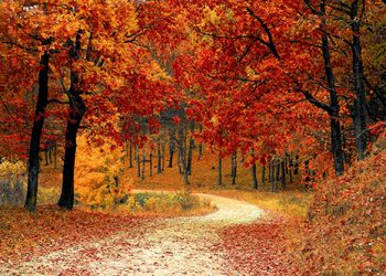 Colorful Fall Foliage Is More Beautiful Than Spring Flowers