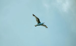 “Three Things Necessary For The Eradication Of Suffering And The Last Days Of The Buddha”